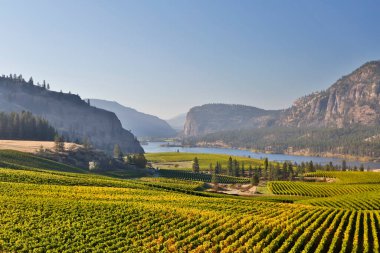 Yellow grape leaves in Blue Mountain vineyard with Mcintyre Bluff and Vaseux Lake in the background during autumn season and harvest time in the Okanagan Valley. clipart