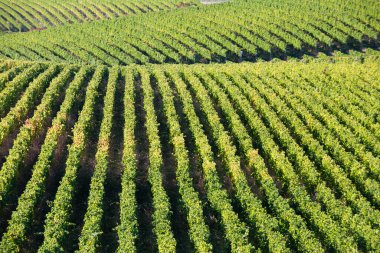 Mavi Dağ üzüm bağında sonbahar mevsimi boyunca arka planda Mcintyre Bluff ve Vaseux Gölü ve Okanagan Vadisi 'nde hasat zamanı bulunan sarı üzüm yaprakları..