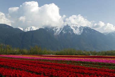 Fraser Vadisi, Britanya Kolumbiyası, Kanada 'da düzenlenen Vadi Laleleri Festivali sırasında çok renkli laleler. Cheam Dağı 'nın zirvesi lale tarlalarının arka planındadır.. 