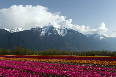 Fraser Vadisi, Britanya Kolumbiyası, Kanada 'da düzenlenen Vadi Laleleri Festivali sırasında çok renkli laleler. Cheam Dağı 'nın zirvesi lale tarlalarının arka planındadır.. 