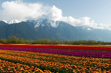 Fraser Vadisi, Britanya Kolumbiyası, Kanada 'da düzenlenen Vadi Laleleri Festivali sırasında çok renkli laleler. Cheam Dağı 'nın zirvesi lale tarlalarının arka planındadır.. 
