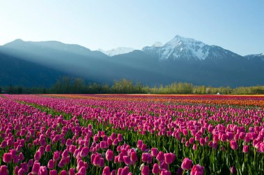 Fraser Vadisi, Britanya Kolumbiyası, Kanada 'da düzenlenen Vadi Laleleri Festivali sırasında çok renkli laleler. Cheam Dağı 'nın zirvesi lale tarlalarının arka planındadır.. 