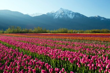 Fraser Vadisi, Britanya Kolumbiyası, Kanada 'da düzenlenen Vadi Laleleri Festivali sırasında çok renkli laleler. Cheam Dağı 'nın zirvesi lale tarlalarının arka planındadır.. 
