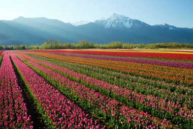 Fraser Vadisi, Britanya Kolumbiyası, Kanada 'da düzenlenen Vadi Laleleri Festivali sırasında çok renkli laleler. Cheam Dağı 'nın zirvesi lale tarlalarının arka planındadır.. 