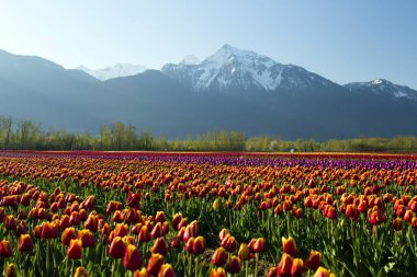 Rows of multicolored tulips during the Tulips of the Valley Festival located in the Fraser Valley, British Columbia, Canada. The peak of Mount Cheam is in the background of the tulip fields.  clipart