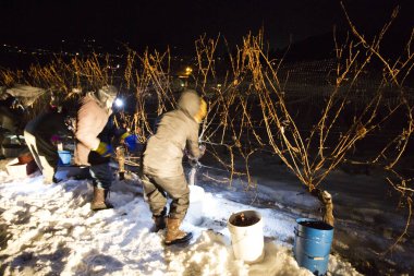 23 Aralık 2017 - Summerland, British Columbia, Kanada: Donmuş Gewurztraminer üzümleri hasat eden tarım işçileri. 
