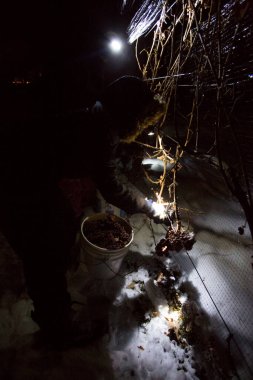 December 23, 2017 - Summerland, British Columbia, Canada: Farm workers grape harvesting frozen Gewurztraminer grapes during the middle of the nigh for icewine.  clipart