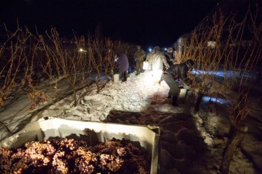 23 Aralık 2017 - Summerland, British Columbia, Kanada: Donmuş Gewurztraminer üzümleri hasat eden tarım işçileri. 