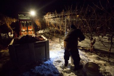 23 Aralık 2017 - Summerland, British Columbia, Kanada: Donmuş Gewurztraminer üzümleri hasat eden tarım işçileri. 