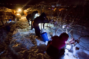 23 Aralık 2017 - Summerland, British Columbia, Kanada: Donmuş Gewurztraminer üzümleri hasat eden tarım işçileri. 