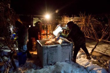 23 Aralık 2017 - Summerland, British Columbia, Kanada: Donmuş Gewurztraminer üzümleri hasat eden tarım işçileri. 
