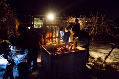 23 Aralık 2017 - Summerland, British Columbia, Kanada: Donmuş Gewurztraminer üzümleri hasat eden tarım işçileri. 