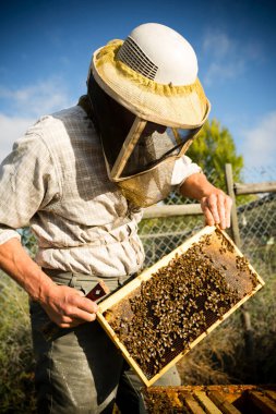 Organic beekeeper in Naramata, British Columbia, Canada. Naramata is located in the Okanagan Valley. clipart