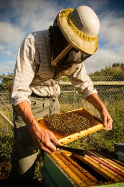 Organic beekeeper in Naramata, British Columbia, Canada. Naramata is located in the Okanagan Valley. clipart