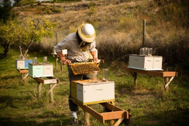 Organic beekeeper in Naramata, British Columbia, Canada. Naramata is located in the Okanagan Valley. clipart