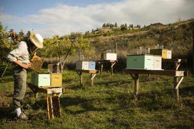 Narata, British Columbia, Kanada 'da organik arıcı. Narata, Okanagan Vadisi 'nde yer almaktadır..