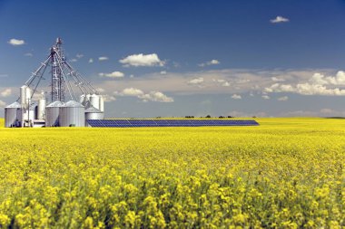 A steel grain silo storage tank with solar panel in a yellow canola field in bloom in Alberta, Canada.