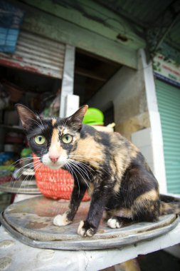 A calico cat at the market in Ben Thanh Market in District 1 of Ho Chi Minh City, Vietnam. clipart