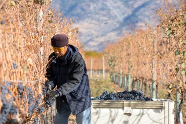 Immigrant farm worker harvesting cabernet franc grapes in the Okanagan Valley, British Columbia, Canada. clipart