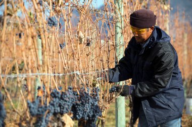 Göçmen tarım işçisi Okanagan Vadisi, Britanya Kolumbiyası, Kanada 'da Cabernet frangı üzümü hasat ediyor..