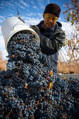 Göçmen tarım işçisi Okanagan Vadisi, Britanya Kolumbiyası, Kanada 'da Cabernet frangı üzümü hasat ediyor..