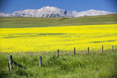 Kanada, Alberta, Lundbreck yakınlarındaki Kovboy Patikası 'nda Kanadalı kayalıkların ve sarı kanola tarlasının manzarası çiçek açıyor..