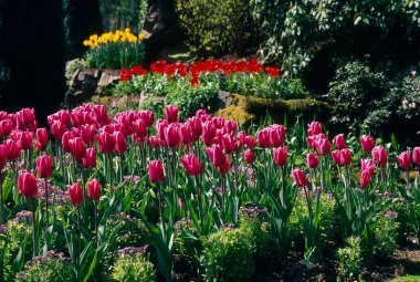 Victoria, British Columbia, Kanada yakınlarındaki Brentwood Körfezi 'nde bahar mevsiminde çiçek açan renkli manzara süslemeli lale bahçesi..