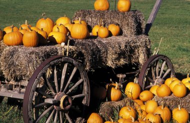 Organic ripe orange pumpkins on an old antique wagon with bales of hay on display for Thanksgiving on famland in the Similkameen Valley, British Columbia, Canada. clipart