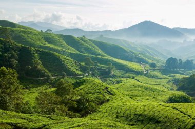 Malezya 'nın Pahang kentindeki Tanah Rata yakınlarındaki Cameron Highlands tepelerindeki Boh çay çiftliğinin manzarası..