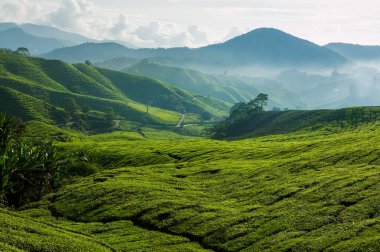 Malezya 'nın Pahang kentindeki Tanah Rata yakınlarındaki Cameron Highlands tepelerindeki Boh çay çiftliğinin manzarası..