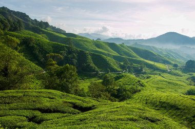 Malezya 'nın Pahang kentindeki Tanah Rata yakınlarındaki Cameron Highlands tepelerindeki Boh çay çiftliğinin manzarası..