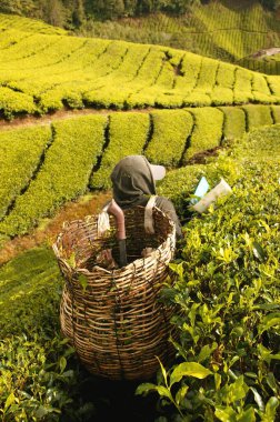 Malezya 'nın Pahang kentindeki Tanah Rata yakınlarındaki Cameron Highlands tepelerindeki Boh çay çiftliğinin manzarası..