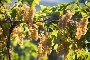 Kanada 'nın Britanya Kolumbiyası' ndaki Okanagan Vadisi 'nde üzüm bağında yetişen organik Vidal Blanc üzümleri. Bu melez üzüme sıklıkla Vidal denir..