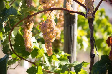 Kanada 'nın Britanya Kolumbiyası' ndaki Okanagan Vadisi 'nde üzüm bağında yetişen organik Vidal Blanc üzümleri. Bu melez üzüme sıklıkla Vidal denir..