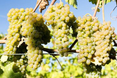 Kanada 'nın Britanya Kolumbiyası' ndaki Okanagan Vadisi 'nde üzüm bağında yetişen üzüm bağındaki organik Viognier üzümleri. Rhne Vadisi 'ndeki Fransız şarabı için izin verilen tek üzümdür..