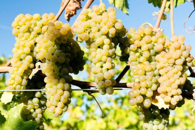 Organic Viognier grapes on the vine growing in a winery vineyard in the Okanagan Valley, British Columbia, Canada. It is the only permitted grape for the French wine in the Rhne Valley. clipart