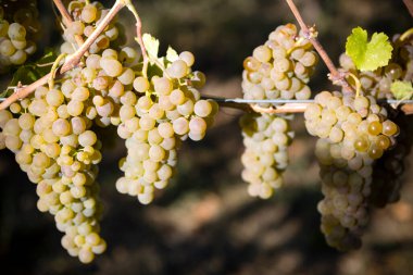 Kanada 'nın Britanya Kolumbiyası' ndaki Okanagan Vadisi 'nde üzüm bağında yetişen üzüm bağındaki organik Viognier üzümleri. Rhne Vadisi 'ndeki Fransız şarabı için izin verilen tek üzümdür..