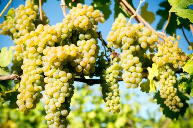 Kanada 'nın Britanya Kolumbiyası' ndaki Okanagan Vadisi 'nde üzüm bağında yetişen üzüm bağındaki organik Viognier üzümleri. Rhne Vadisi 'ndeki Fransız şarabı için izin verilen tek üzümdür..