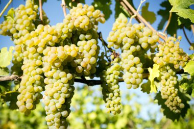 Organic Viognier grapes on the vine growing in a winery vineyard in the Okanagan Valley, British Columbia, Canada. It is the only permitted grape for the French wine in the Rhne Valley. clipart