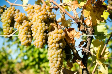 Organic Viognier grapes on the vine growing in a winery vineyard in the Okanagan Valley, British Columbia, Canada. It is the only permitted grape for the French wine in the Rhne Valley. clipart