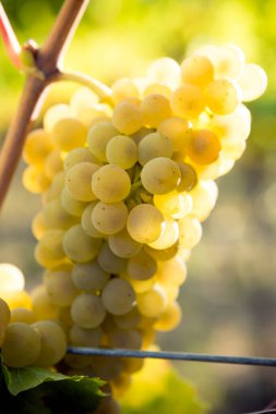 Organic Viognier grapes on the vine growing in a winery vineyard in the Okanagan Valley, British Columbia, Canada. It is the only permitted grape for the French wine in the Rhne Valley. clipart