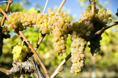 Kanada 'nın Britanya Kolumbiyası' ndaki Okanagan Vadisi 'nde üzüm bağında yetişen üzüm bağındaki organik Viognier üzümleri. Rhne Vadisi 'ndeki Fransız şarabı için izin verilen tek üzümdür..