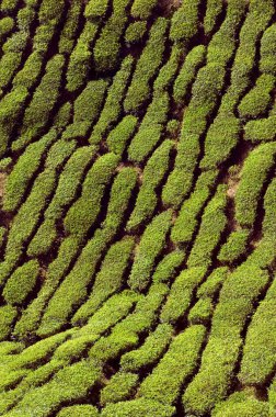 Pahang, Malezya 'daki Tanah Rata yakınlarındaki Cameron Highlands tepelerindeki Bharat çay çiftliğinin manzara manzarası..