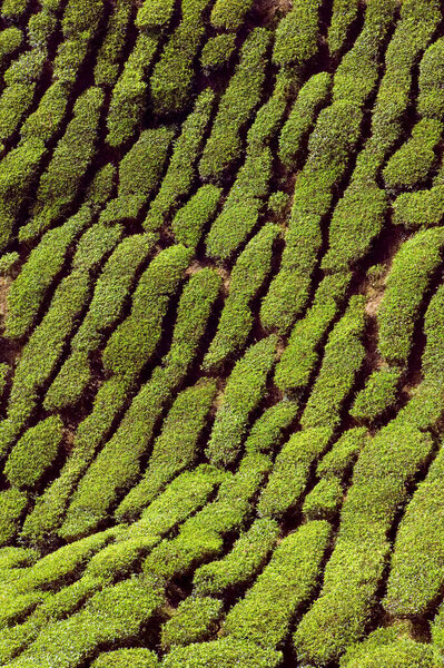 Пейзаж живописный вид на плантацию чая Бхарат на холмах Кэмерон Хайлендс возле Танах Рата в Паханге, Малайзия.