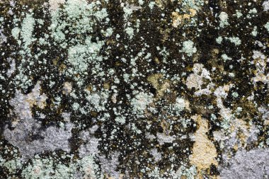 Eski beton bir duvardaki kirli grunge arkaplan dokusunun bir detayı. Grafik kaynağı için kopyalama alanı var..