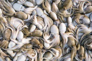 Duong Dong, Phu Quoc Adası, Vietnam 'daki yerel markette taze çiğ ahtapot..