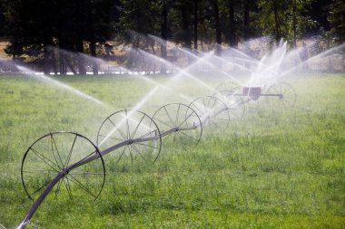 Irrigation sprinkler watering an alfalfa field farmland located in Keremeos, British Columbia, Canada.  clipart