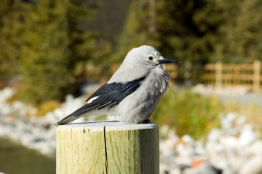 View of a Clark's nutcracker on fence post, sometimes referred to as Clark's crow or woodpecker crow, is a passerine bird in the family Corvidae, native to the mountains of western North America. clipart