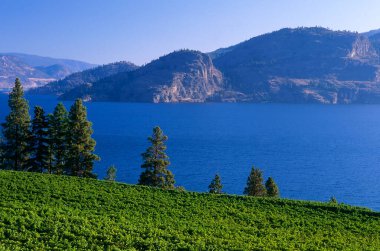 Landscape scenic view of a winery vineyard located in the Okanagan Valley overlooking Okanagan Lake in Kelowna, British Columbia, Canada. clipart