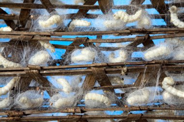 Bombyx mori, Bombycidae familyasına ait bir güve türüdür. İpek böcekleri ipek güvelerinin larvalarıdır. İpek böceği özellikle ekonomik değerlidir, ipek endüstrisinin birincil üreticisidir.